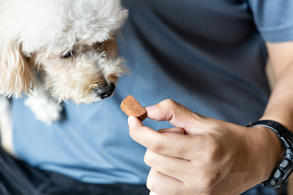 A small, fluffy white dog, perhaps on a recent visit to the vet, sniffs a treat held by its owner. The dog rests comfortably on their lap, while the person in a dark blue shirt and black watch smiles down. The background is softly blurred.