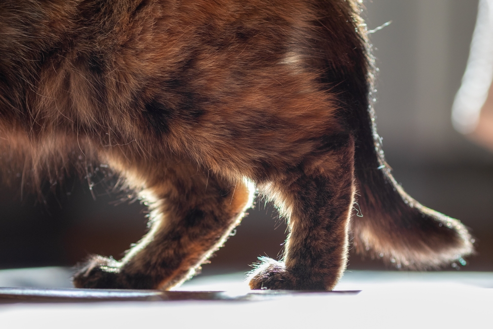 Close-up of a cat's hind legs and tail with brown and black fur, softly lit from the background, capturing a scene reminiscent of a vet visit. The fur texture is highlighted by the light, creating a warm and cozy atmosphere that soothes like a veterinarian's gentle touch.