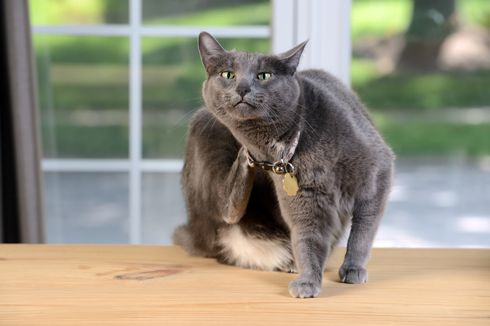 A gray cat with green eyes scratches its neck while sitting on a wooden table, the sunlight catching tags on its collar. In the background, greenery thrives outside the window, perhaps reminding it of visits to the vet for check-ups and care.