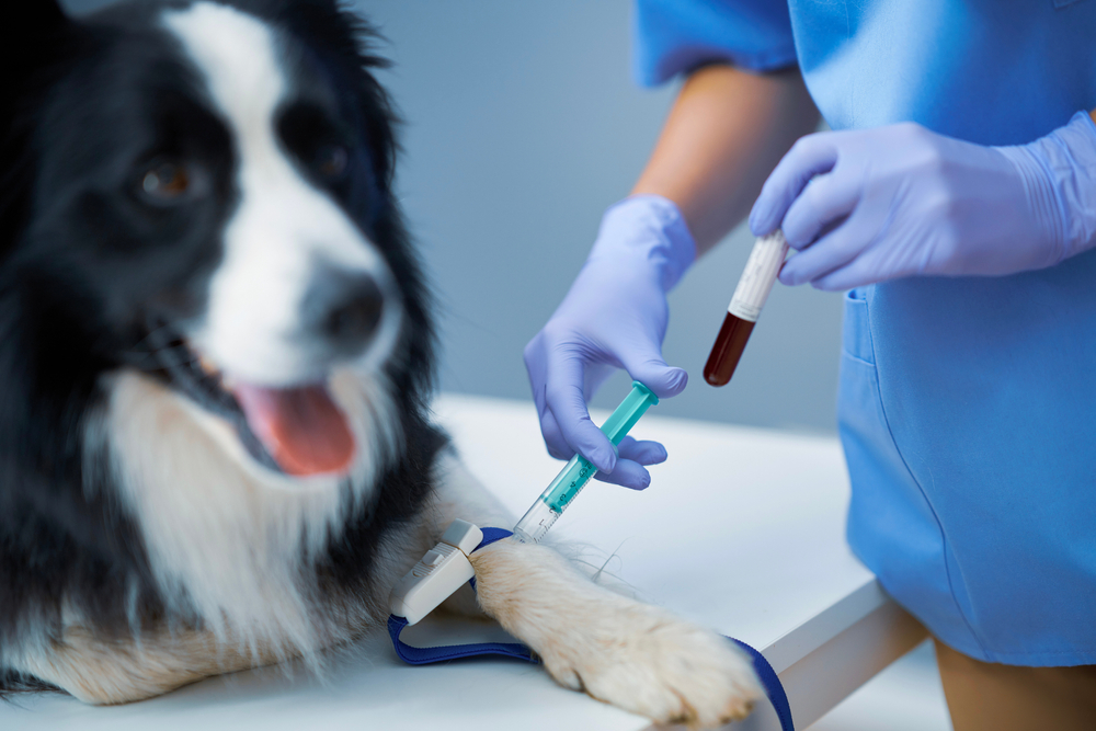 A dedicated vet in blue scrubs and purple gloves draws a blood sample from a black and white dog lying on the table. The dog appears calm with its tongue out, while the veterinarian carefully handles a syringe and test tube filled with blood.