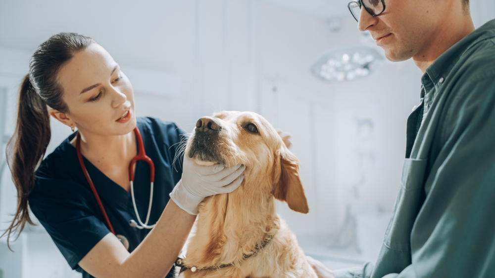 A vet in scrubs examines a golden retriever's mouth while a man holds the dog steady. The scene unfolds in a bright veterinary clinic.