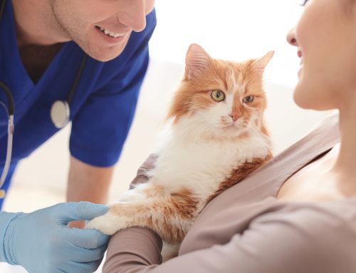 Are Wellness Screenings Worthwhile for Pets?