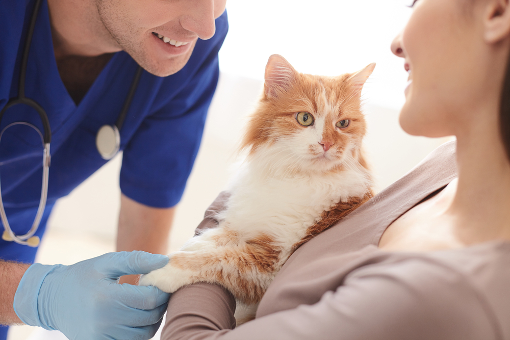 A veterinarian in blue scrubs and gloves is smiling at a fluffy orange and white cat held by a woman. The cat looks relaxed as the vet gently holds its paw.