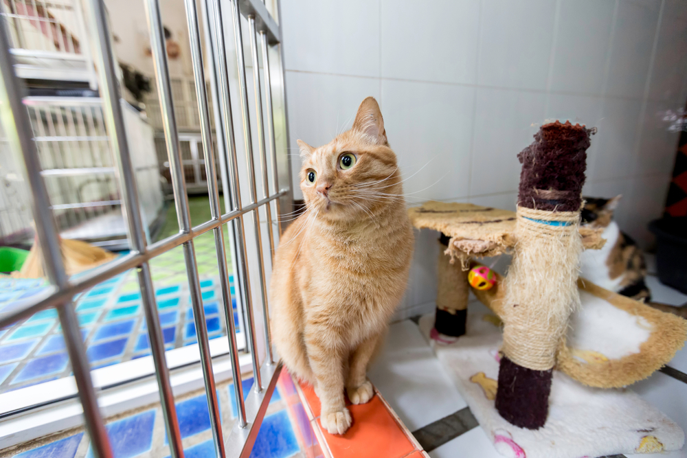 An orange tabby cat sits on a ledge inside a pet shelter, looking curiously out a window with bars. Nearby, where the veterinarian often visits, are scratching posts and colorful toys. Another cat peeks from behind in the tiled room filled with hopeful purrs.