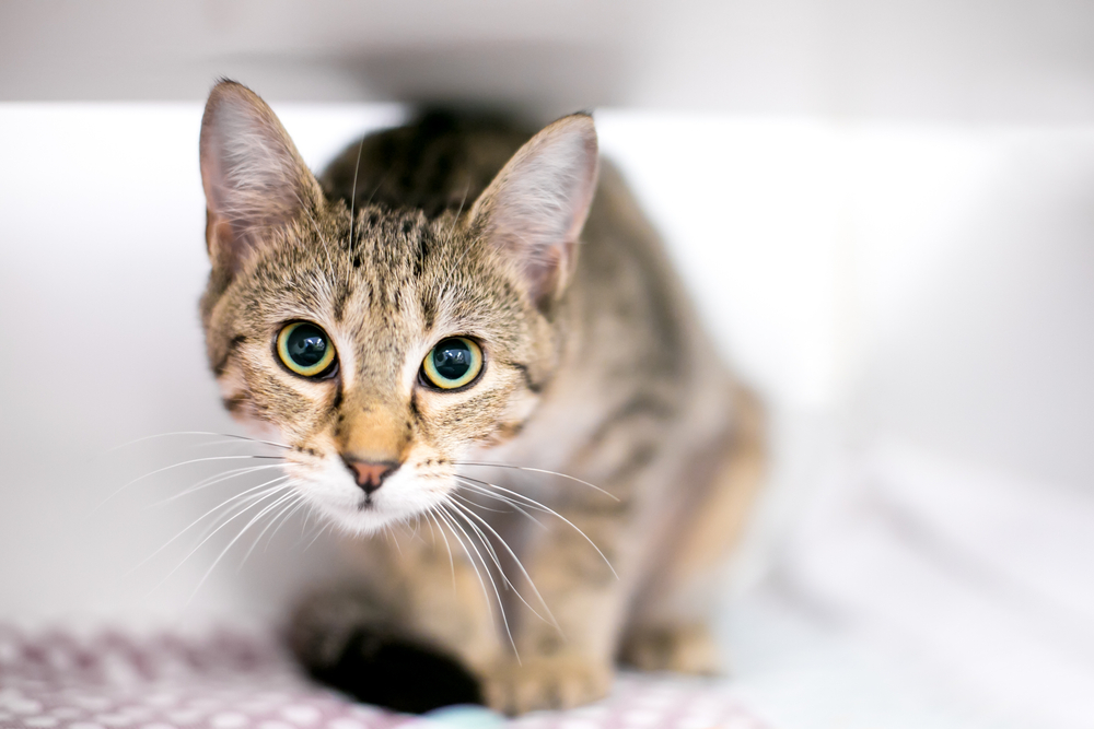 A brown tabby cat with wide eyes crouches on a soft, patterned surface. Its ears are perked up as if waiting for the vet's gentle touch, and it's intently looking into the camera with a curious expression. The background is softly blurred, emphasizing the cat's focused gaze.