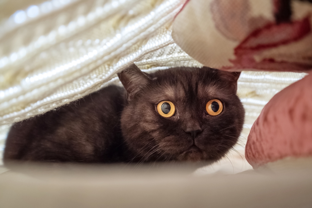 A wide-eyed black cat with orange eyes is nestled under a blanket, peering out with curiosity, much like a patient at ease after a visit to the vet. The surrounding fabric creates a cozy, sheltered space.