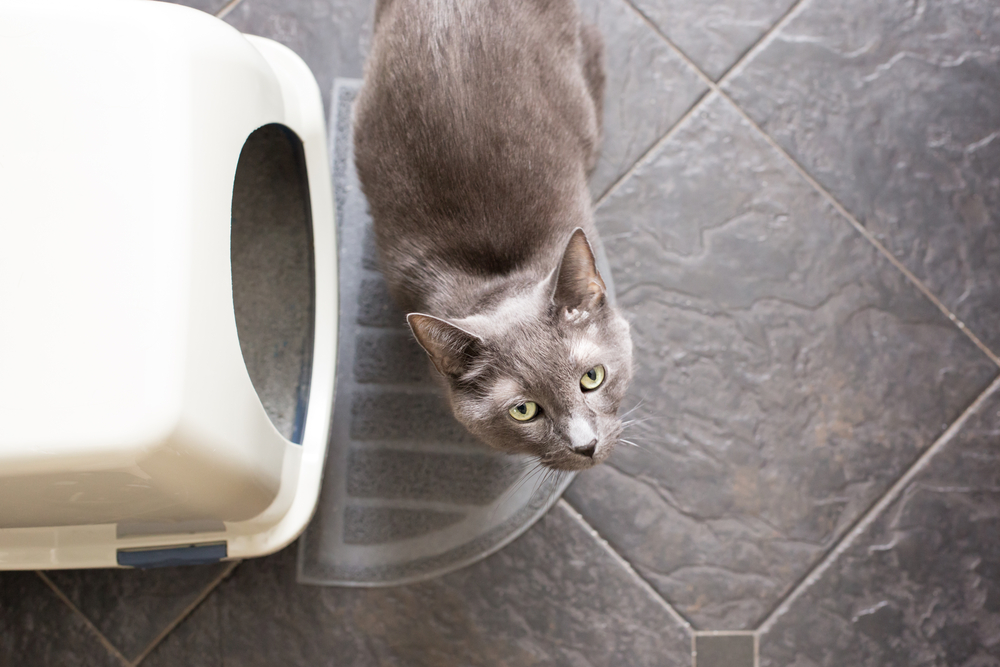 A gray cat with green eyes gazes up, sitting next to a white litter box on the tiled floor, as if anticipating its next visit to the vet.