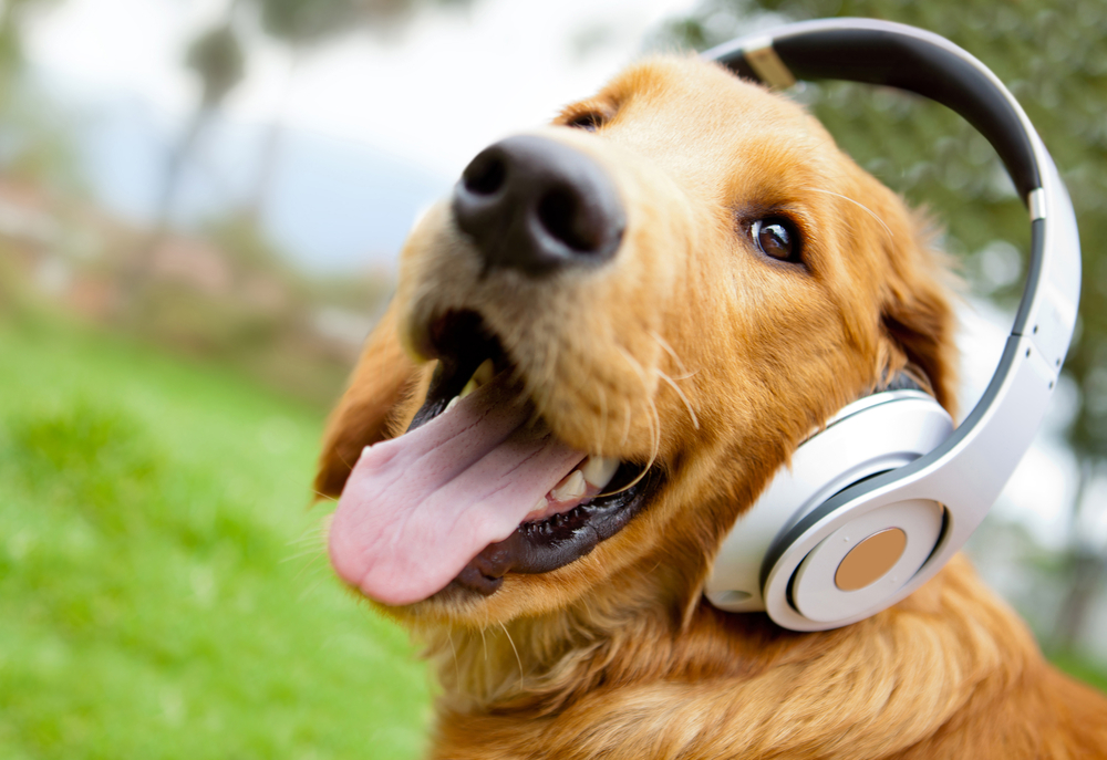 A golden retriever wearing large headphones sits outdoors on a grassy lawn, looking happy with its tongue out and ears perked up. Just back from a friendly vet visit, the dog enjoys some music therapy. The background is blurred with hints of trees and greenery.