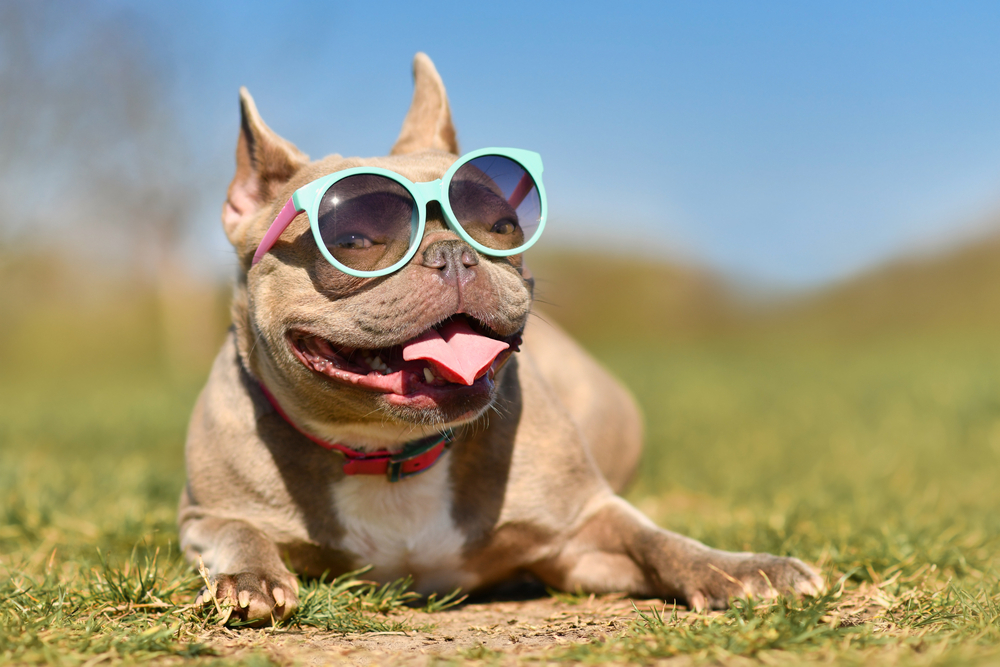 A happy dog wearing large teal sunglasses lies on the grass with its tongue out on a sunny day, as if just back from a fun vet visit. The sky is clear and blue, creating a cheerful and playful atmosphere.