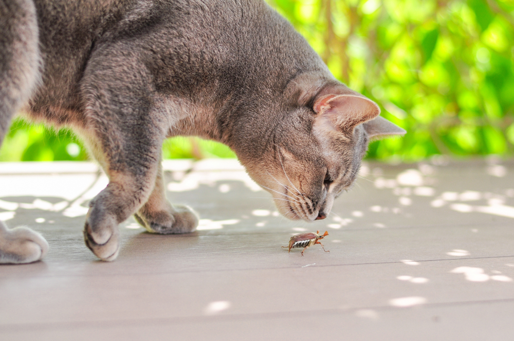 A grey cat, with the curiosity of a seasoned veterinarian, sniffs a cockroach on a wooden surface. Bright green foliage graces the blurred background, forming a vivid outdoor setting.