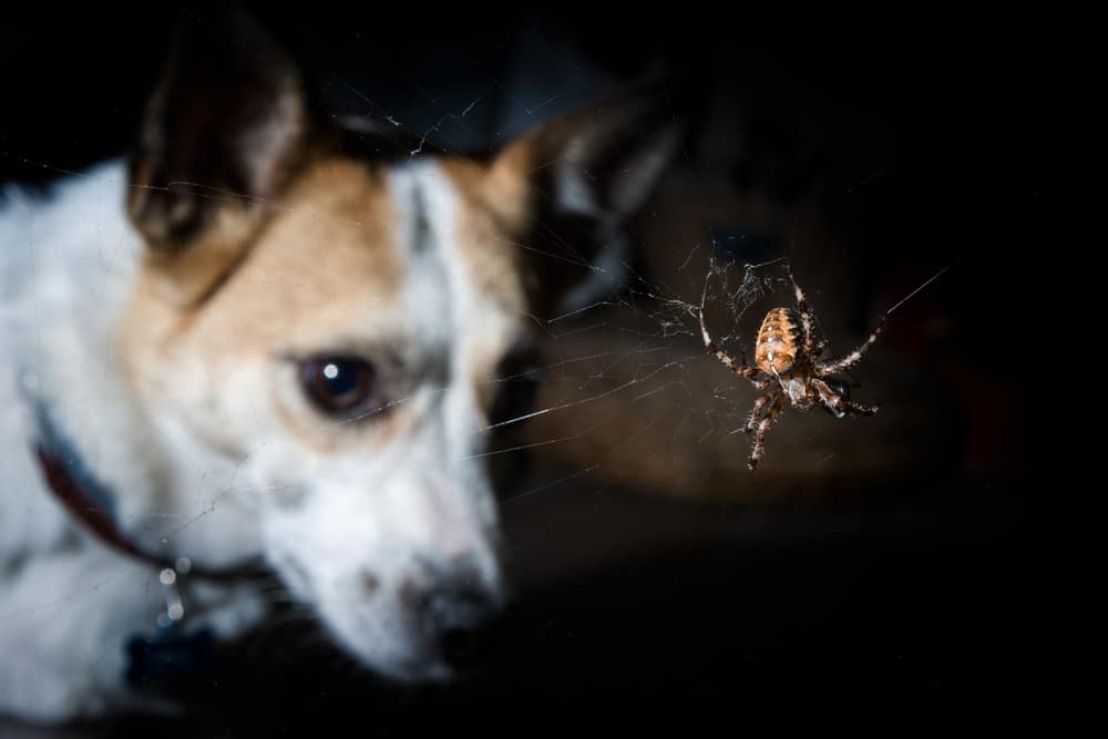 A close-up of a dog intently observing a spider in its web, as if consulting with an invisible veterinarian. The dog, mostly white with brown patches and a focused expression, watches the brown, slightly translucent spider centered in the image against a dark background.