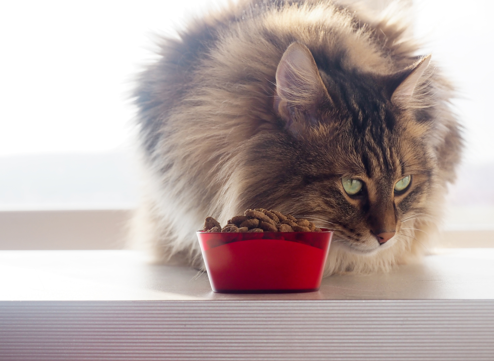 A fluffy cat with green eyes is sitting on a windowsill, next to a red bowl filled with vet-recommended dry cat food. The background is softly blurred, highlighting the cat and its nutritious meal.