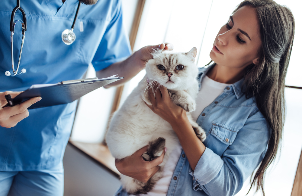 A woman holding a fluffy white cat stands beside a veterinarian in blue scrubs, who is holding a clipboard. In the brightly lit room, possibly a veterinary clinic, the cat looks calm as the vet carefully examines it.