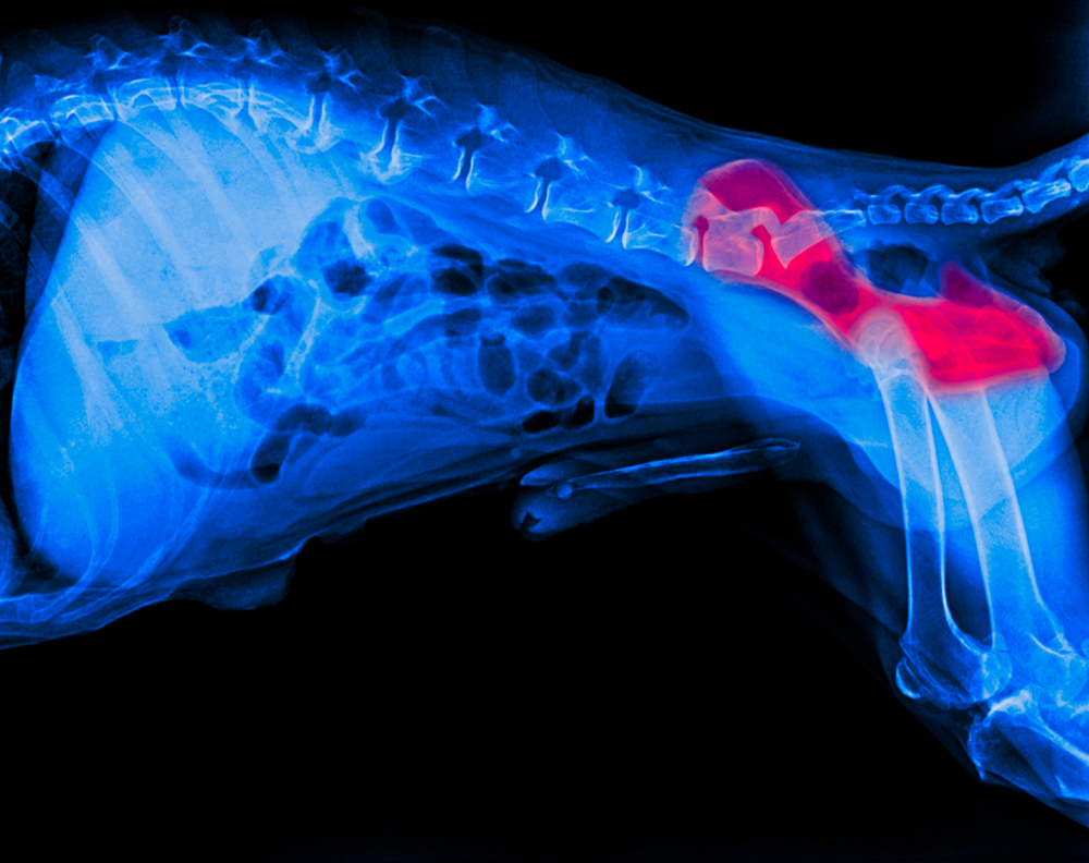 An X-ray image of a dog's pelvis and spine reveals areas highlighted in red, possibly indicating injury. The veterinarian focuses on these concerns against a dark background that accentuates the skeletal structure.