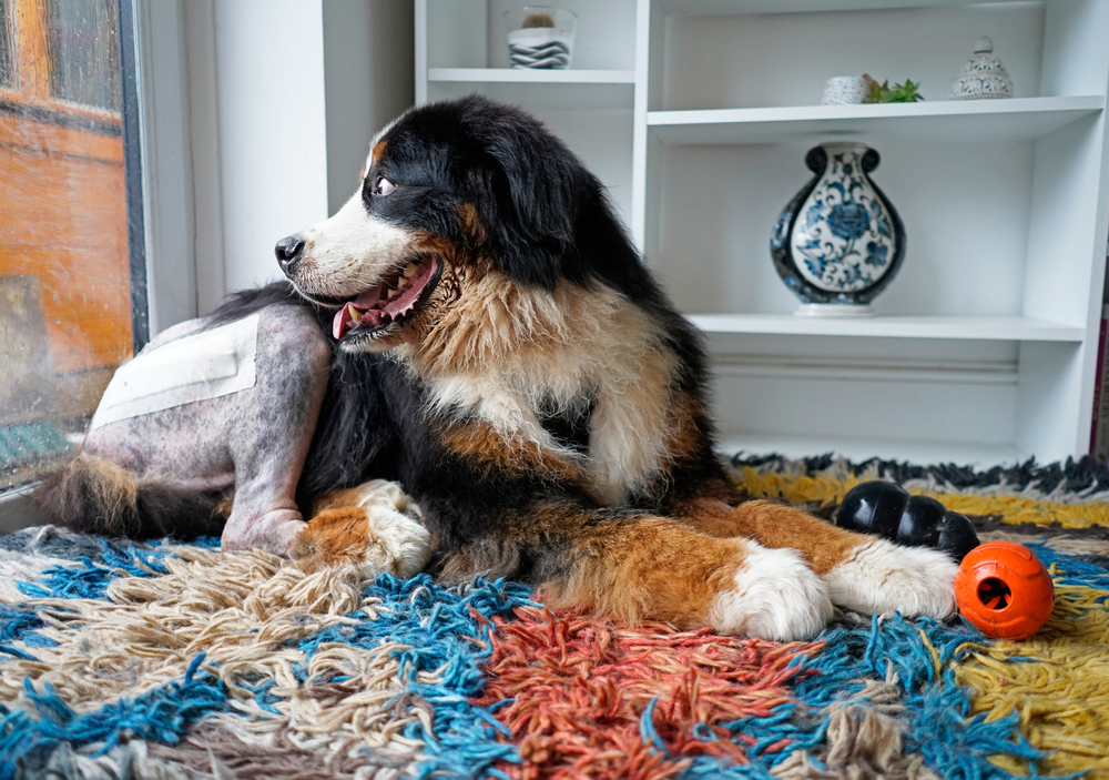 A large dog with a shaved patch and bandage on its hind leg, courtesy of a recent vet visit, lies on a colorful rug, gazing out the window. Shelving with a decorative vase is in the background, and an orange toy is nearby.