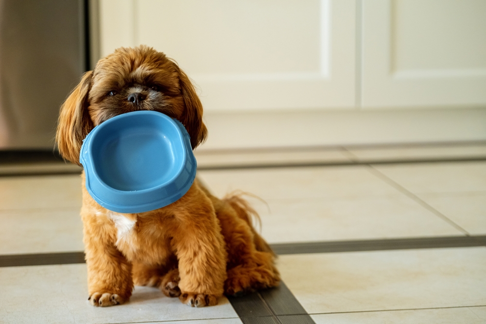 How Much Water Should a Dog Drink? - Advanced Care Veterinary Hospital