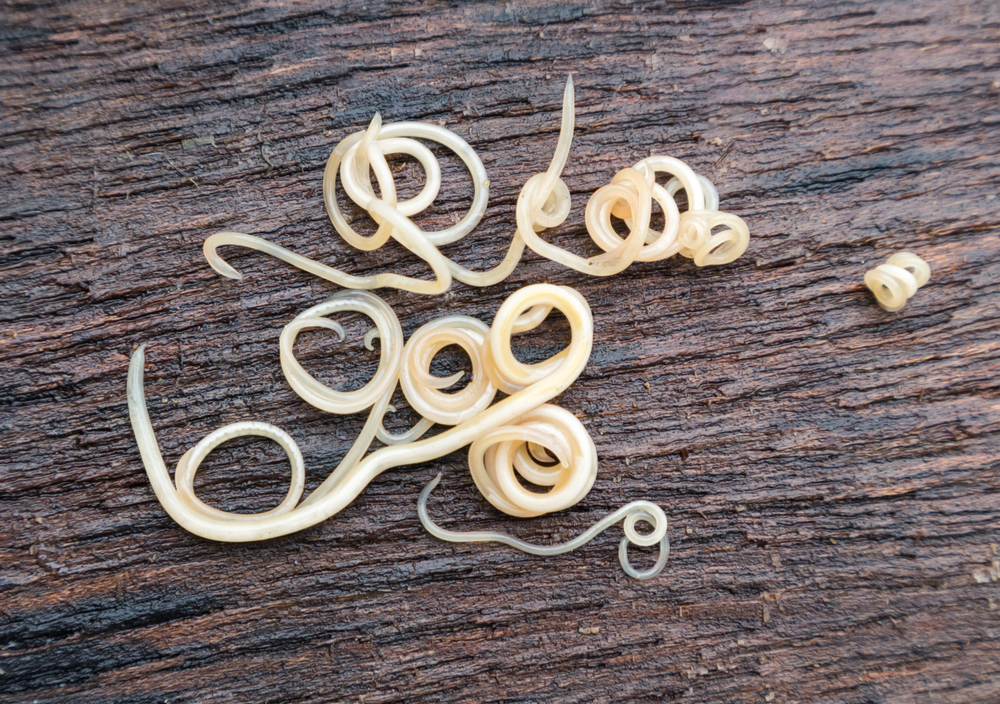 A cluster of thin, pale worms, possibly nematodes, are scattered on a textured, wooden surface. The worms are coiled and intertwined in various positions.